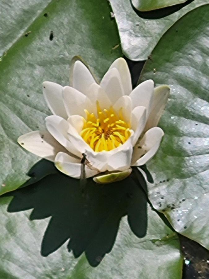 Dhamma-Retreat In Berlin Διαμέρισμα Εξωτερικό φωτογραφία